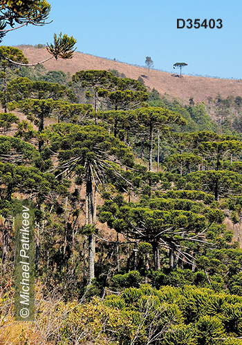 Campos do Jordao State Park, Sao Paulo, Brazil